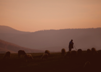 Tending the Shepherd