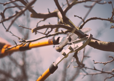 Eliminating Ministry Clutter: Practicing the Pruning Principle